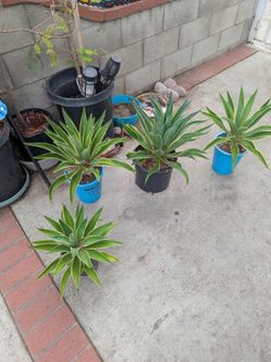 Agaves