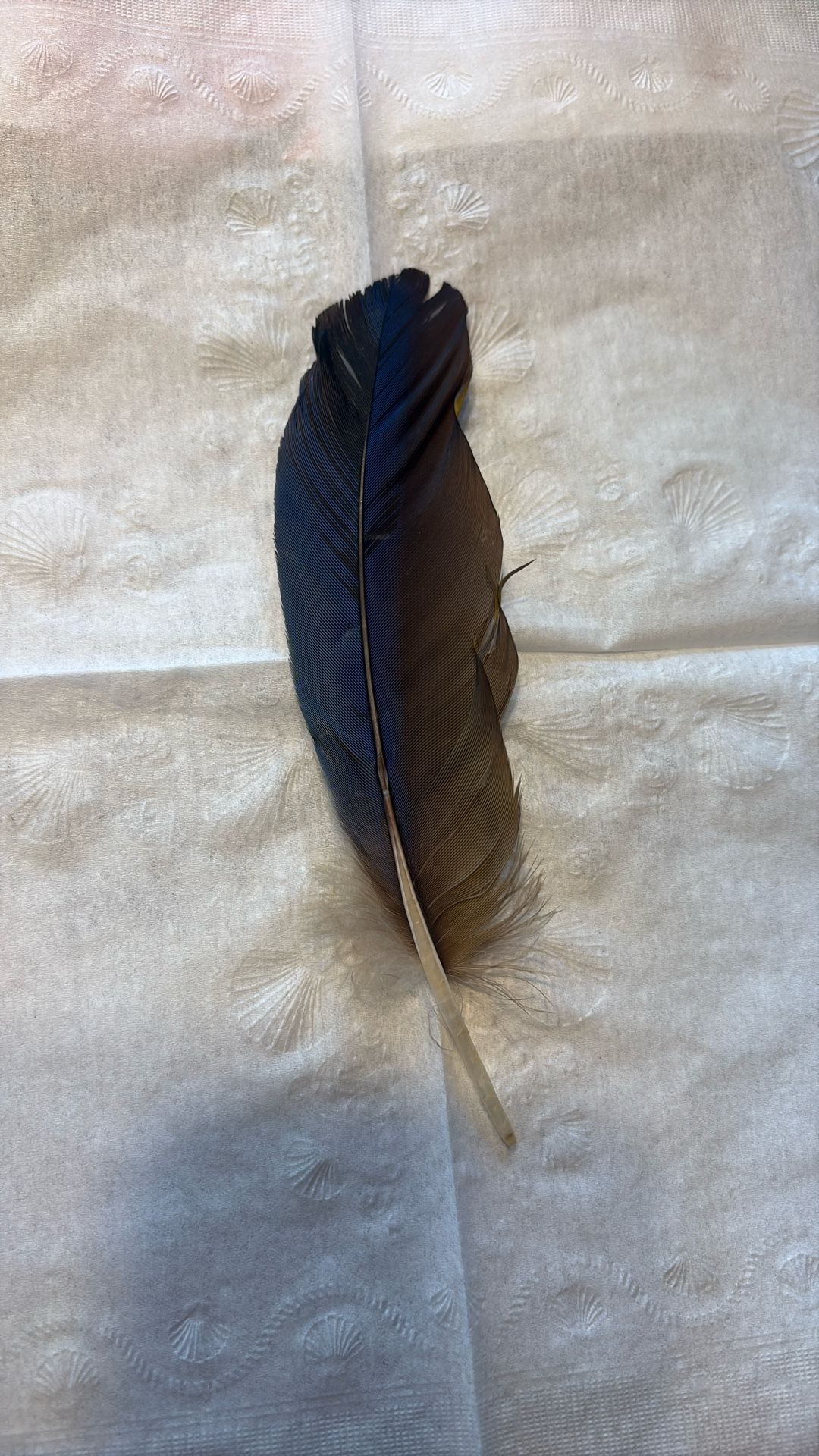 Scarlet Macaw Flight Feather