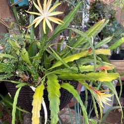 Cactus Amarillo Y Blanco 