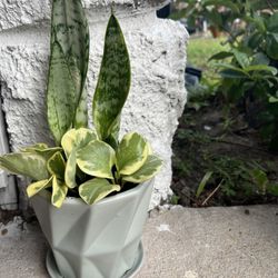 Plant 