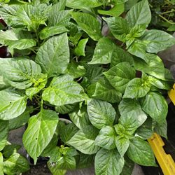 Super Hot Pepper Plants 