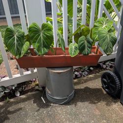 3 Philodendron Gloriousum Plants