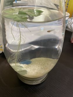 Mini Fish Tank And Duckweed