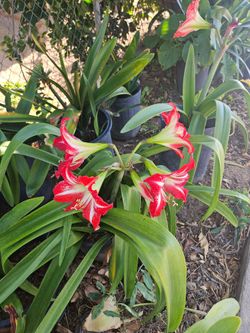Amaryllis Plants