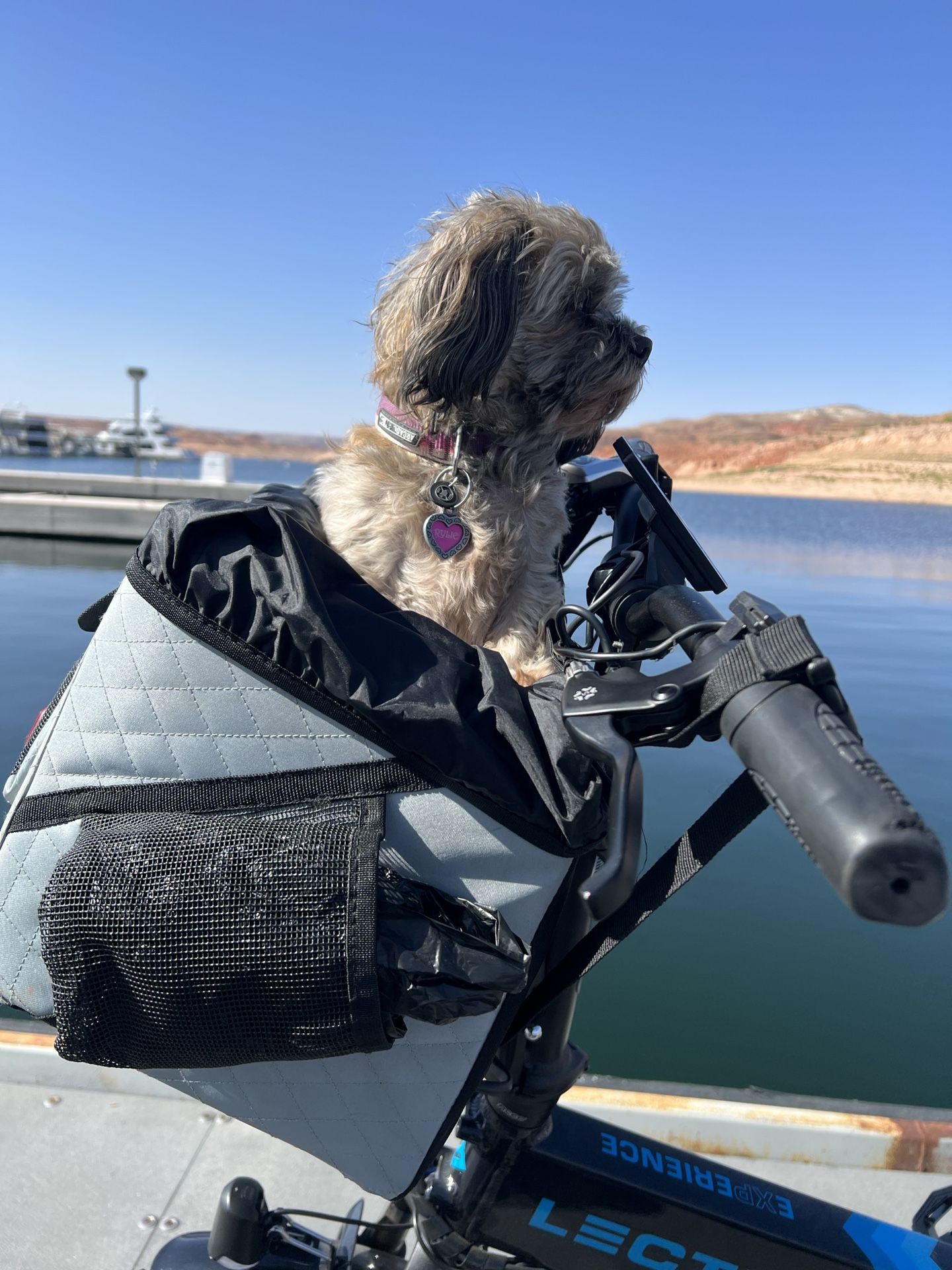 Dog Bike Carrier
