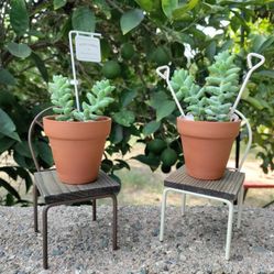 Succulents With Chair Pot Holder