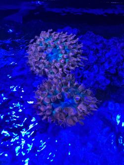 Bubble Tip Anenome Toy