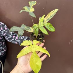 4” Philodendron Florida Beauty