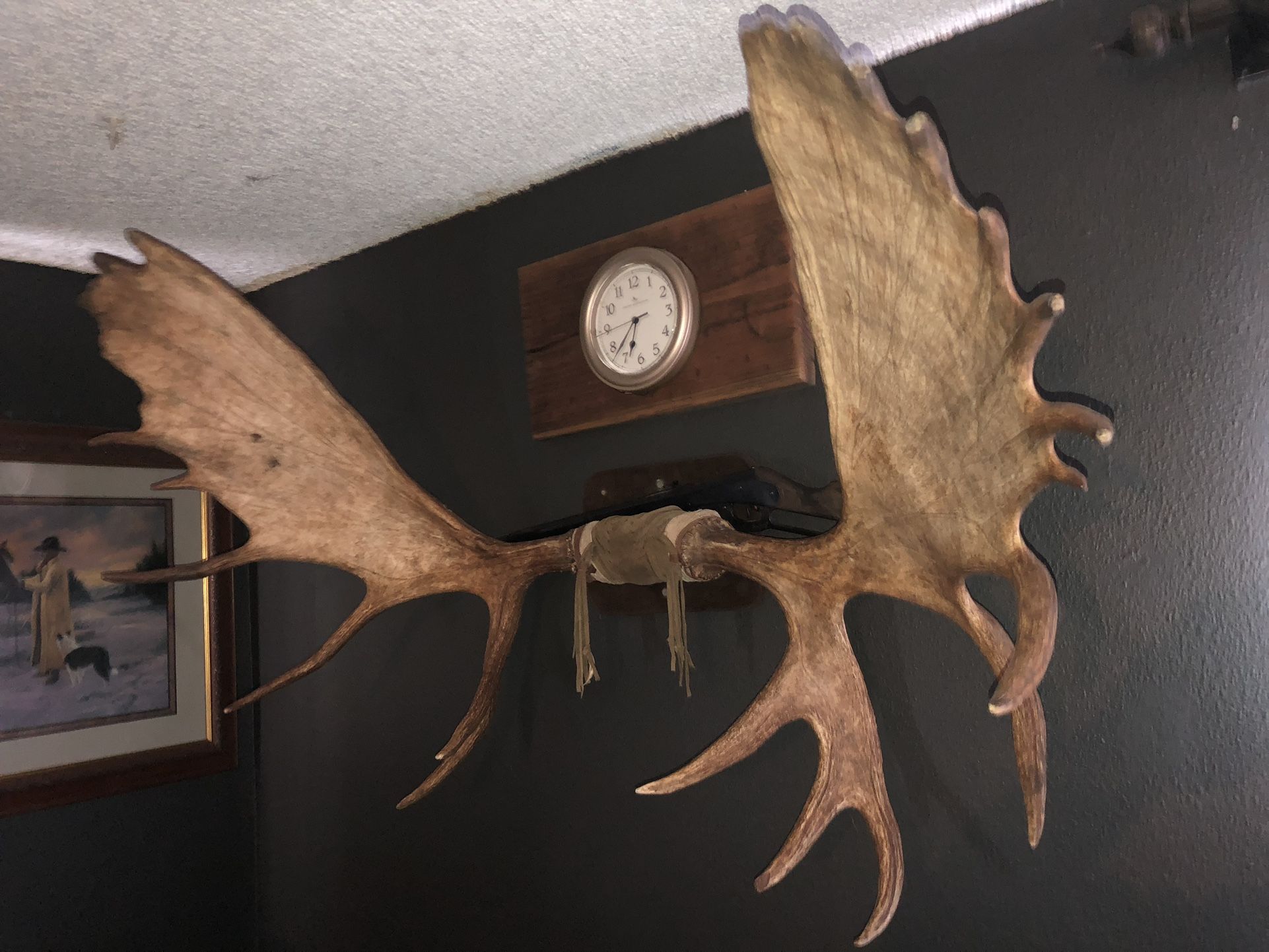 Moose antlers, Horns
