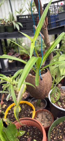 Spider plant in coconut planter