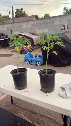 Papaya Trees 2 Feet Tall