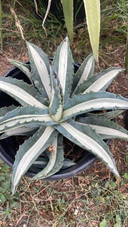 Mediopicta agave ( agave Americana)