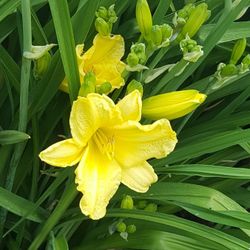 Perennial Daylilies Big  Bush Landscaping Plants 
