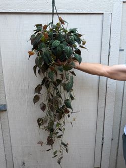 8” xxl Micans philodendron