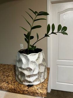 ZZ house plant