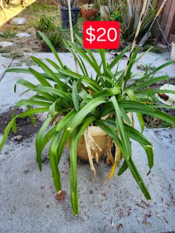 Plants