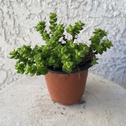 4 Inch Pot Succulent Plant - Crassula Perforata  Mini - Baby's Necklace - Established Plant - Drought Resistant - 🪴