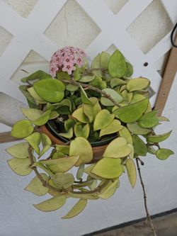 Pink Hoya Plants