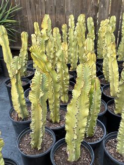 Ammak cactus in 5 gallon pots $35 each