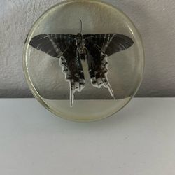 Butterfly In Resin