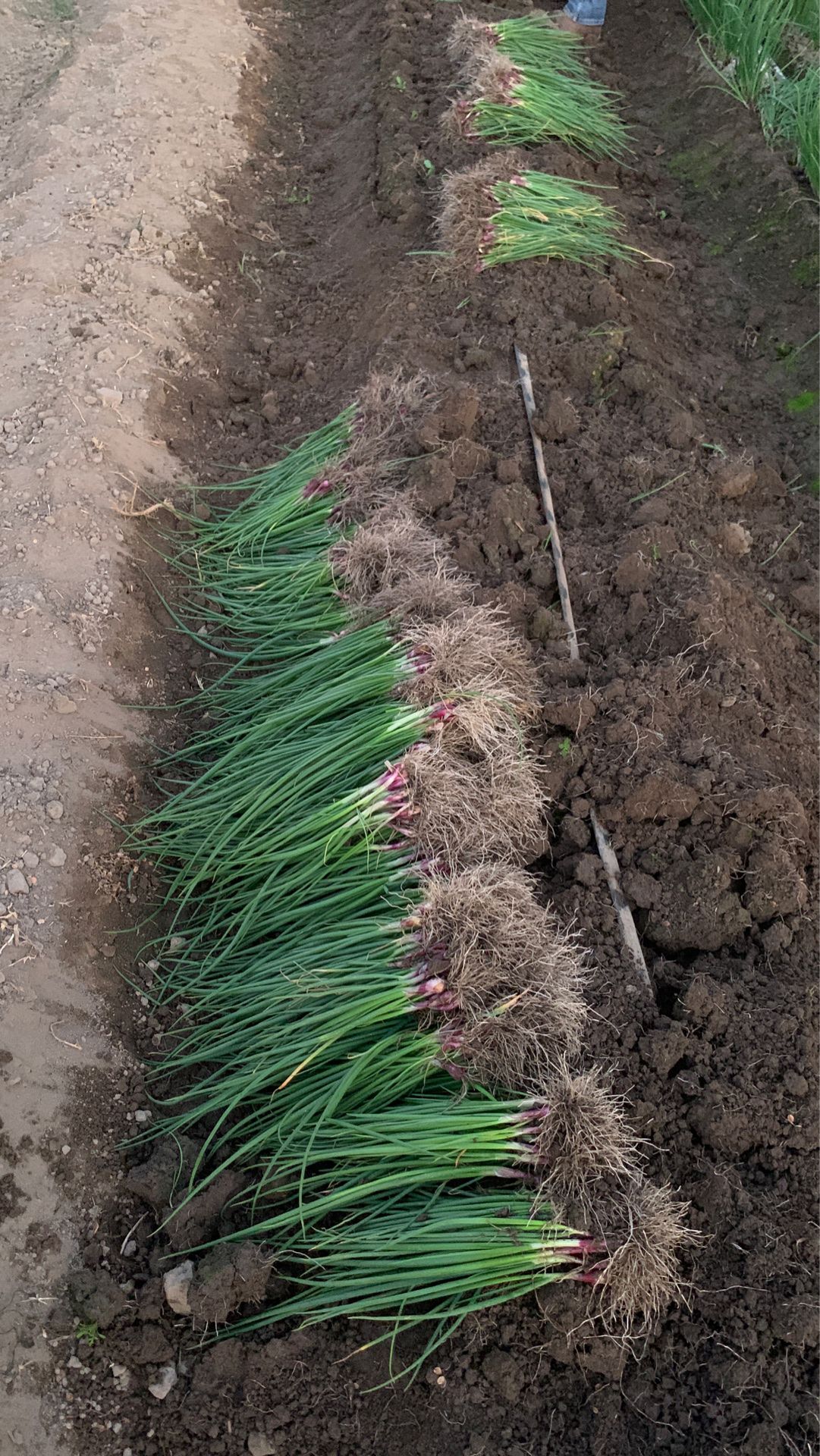 Purple onion transplants 1000-1200 plants in case