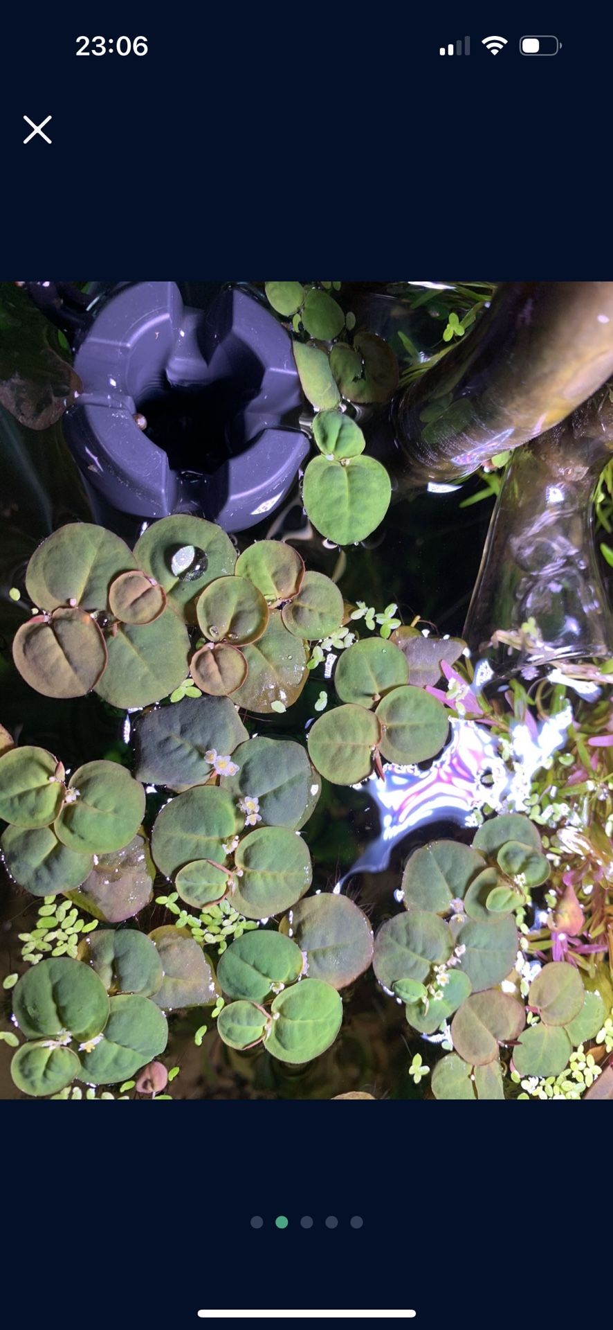Red Root Floater (Phyllanthus Fluitans) Aquarium Plant