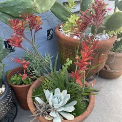 Mixed Plants Clay Pot