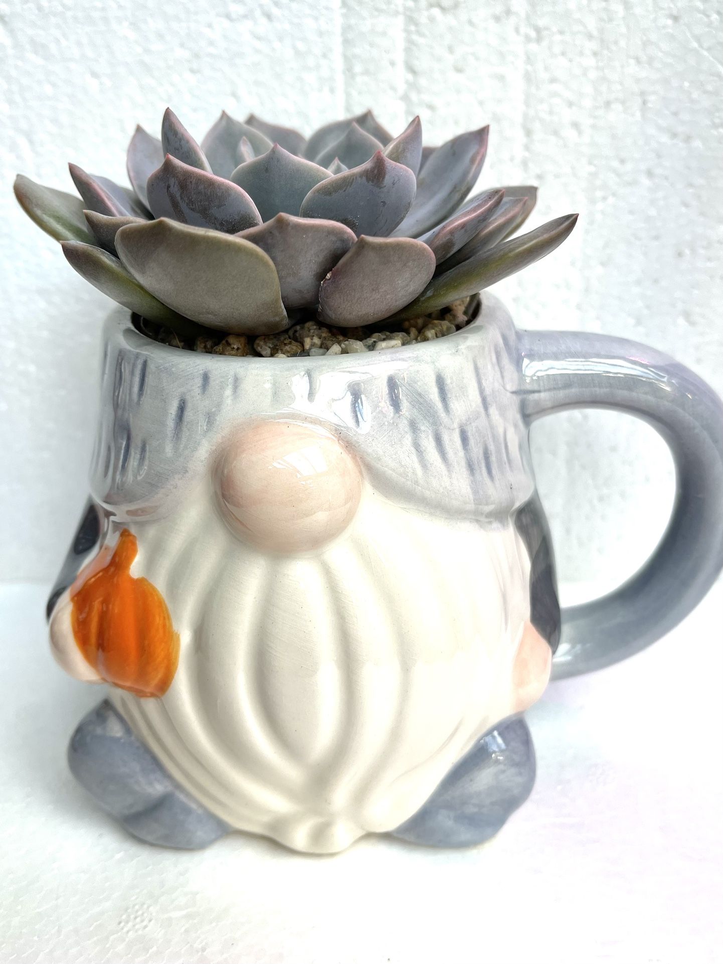 🎄🎁 Echeveria Succulent In Cute New Dwarf Cup 4"H.