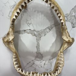 Bull Shark Jaw 12x12” 