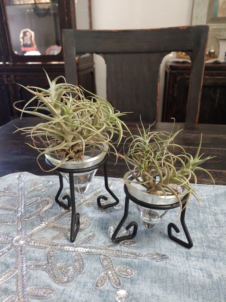 AIR PLANTS/DECOR/GARDEN/ART