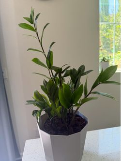 Zz plant