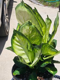 Dieffenbachia houseplants