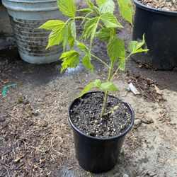 Everbearing Raspberry, heritage type Sprouts.