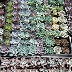 1” Inch Succulents 