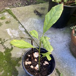 Avocado Plant