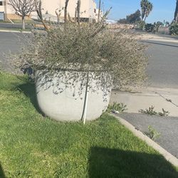 Extra Large Cement Planters