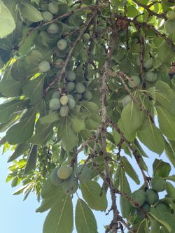European Plums 