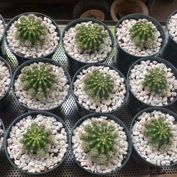 Plants