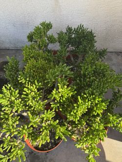 Hobbit Succulents 
