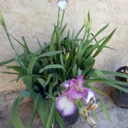 Plantas