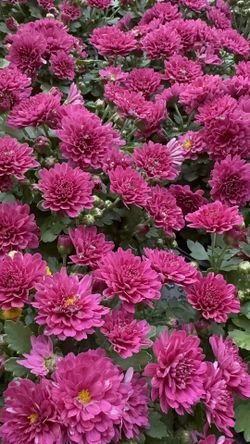Perennial Mums – Healthy Blooms 🌼 Multiple colors available in 1qt pots 🌸 $6 each or Buy 5, Get 1 Free