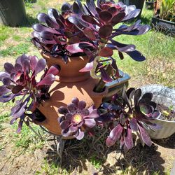 Butiful  Large  Succulent  2 Years Old