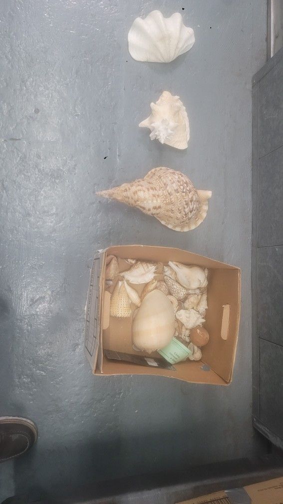 Seashells And other code items