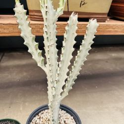 Euphorbia Ghost Varigated Plant
