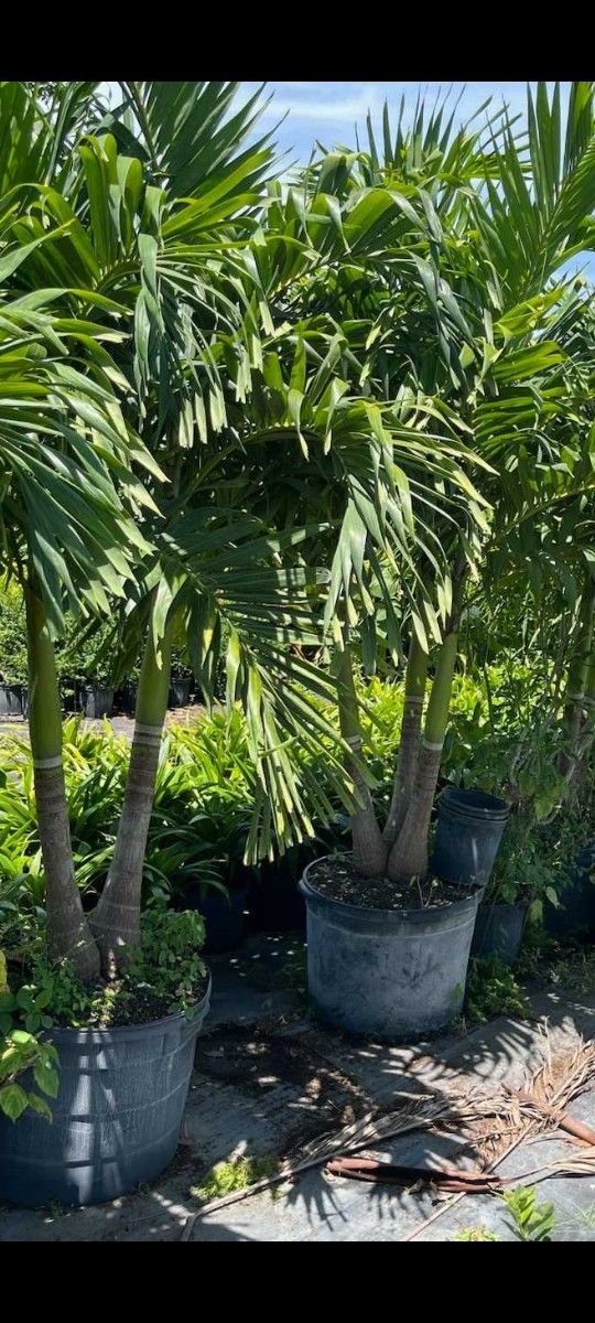 Christmas Palms 25 Gal..$125 Each