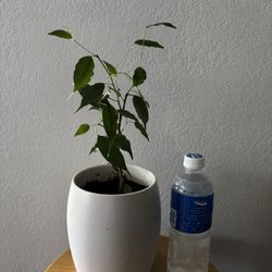 Plantas Naturals