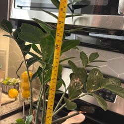 Real Plant 20” Inches