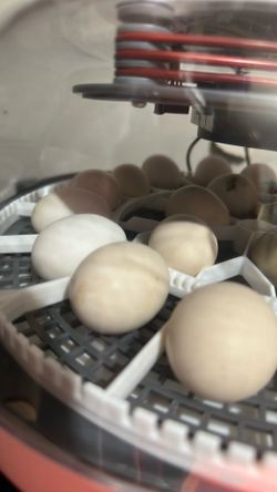 Mini chicken eggs