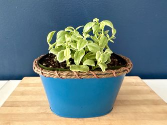 Variegated Baby Sun Rose in Blue Metal Planter