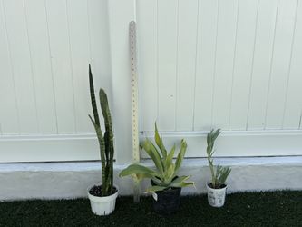 lot of 4 plants / succulents - snake + agave + skyscraper + rosemary 